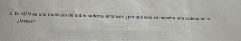 El ADN es una molécula de doble cadena, entonces ¿por qué solo se muestra una cadena en la 
¿Mesas?