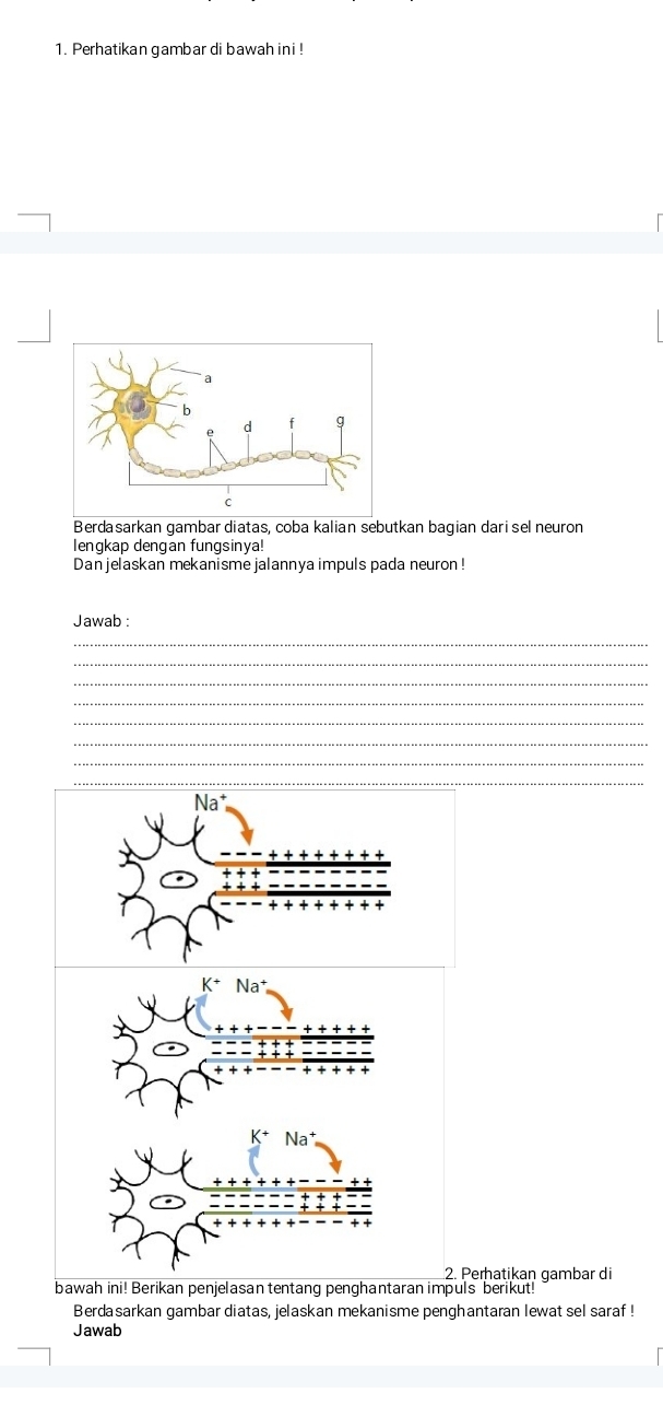 Perhatikan gambar di bawah ini ! 
Berdasarkan gambar diatas, coba kalian sebutkan bagian dari sel neuron 
lengkap dengan fungsinya! 
Dan jelaskan mekanisme jalannya impuls pada neuron ! 
Jawab : 
_ 
_ 
_ 
_ 
_ 
_ 
_ 
_ 
_ 
2. Peratikan gambar di 
bawah ini! Berikan penjelasan tentang penghantaran impuls berikut! 
Berdasarkan gambar diatas, jelaskan mekanisme penghantaran lewat sel saraf ! 
Jawab