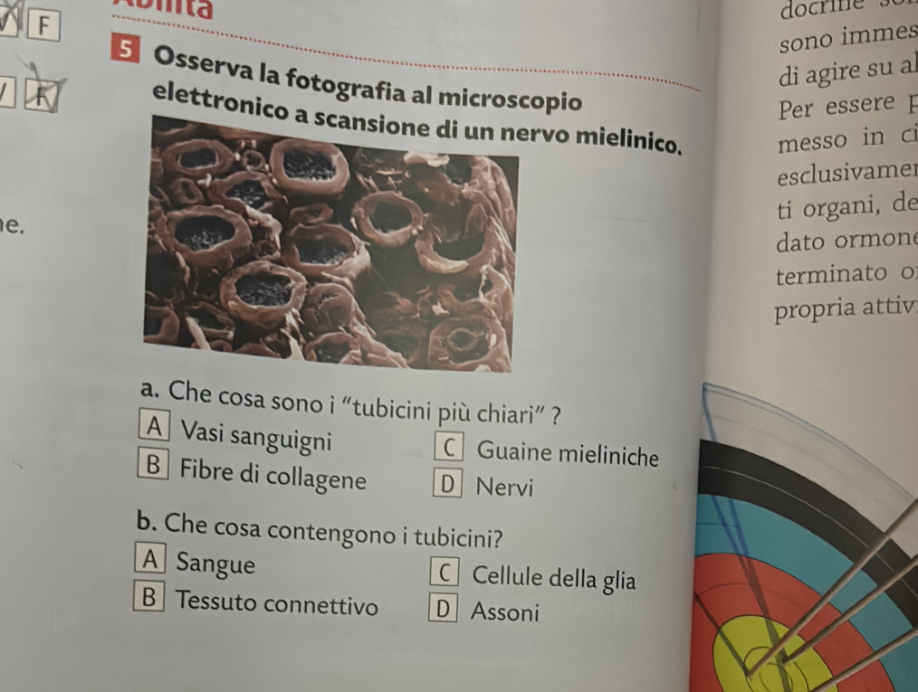 omta docrine 
F
sono immes
di agire su al
Osserva la fotografia al microscopio
Per essere p
elettronicvo mielinico. messo in ci
esclusivamer
ti organi, de
e.
dato ormon
terminato o
propria attiv
a. Che cosa sono i “tubicini più chiari” ?
A Vasi sanguigni
Guaine mieliniche
B Fibre di collagene D Nervi
b. Che cosa contengono i tubicini?
A Sangue C Cellule della glia
B Tessuto connettivo D Assoni