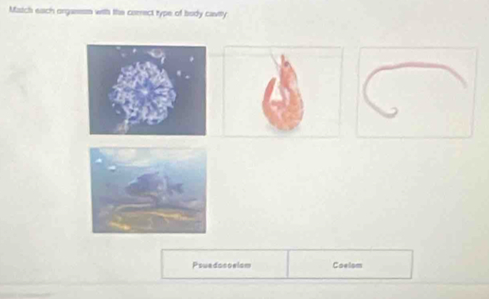 Match each orgasesm with the correct type of body cavity 
Pswadocoelsm Coelom