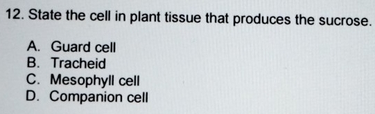 State the cell in plant tissue that produces the sucrose.
A. Guard cell
B. Tracheid
C. Mesophyll cell
D. Companion cell