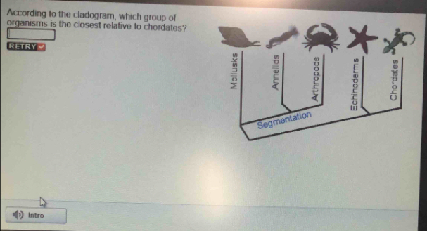 According to the cladogram, which group of 
organisms is the closest relative to chordates? 
RETRY 
Intro