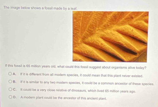 The image below shows a fossil made by a leaf.
If this fossil is 65 million years old, what could this fossil suggest about organisms alive today?
A. If it is different from all modern species, it could mean that this plant never existed.
B. If it is similar to any two modern species, it could be a common ancestor of these species.
C. It could be a very close relative of dinosaurs, which lived 65 million years ago.
D. A modern plant could be the ancestor of this ancient plant.