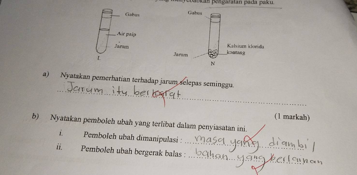 nycbabkan pengaratan pada paku. 
Gabus 
Air paip 
Jarum 
L 
_ 
a) Nyatakan pemerhatian terhadap jarum selepas seminggu. 
(1 markah) 
b) Nyatakan pemboleh ubah yang terlibat dalam penyiasatan ini. 
_ 
i. Pemboleh ubah dimanipulasi : 
_ 
ii. Pemboleh ubah bergerak balas :