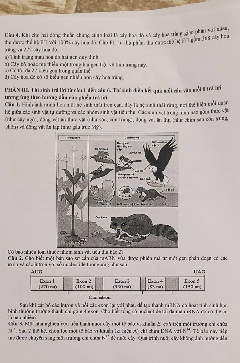 Khi cho hai dòng thuần chủng cùng loài là cây hoa đỏ và cây hoa trắng giao phần với nhau,
thu được thể hệ Fổ với 100% cây hoa đỏ. Cho Fổ tự thụ phần, thu được thế hệ Fổ gồm 368 cây hoa
trắng và 272 cây hoa đỏ.
a) Tính trang màu hoa do hai gen quy định.
b) Cây bố hoặc mẹ thiếu một trong hai gen trội về tính trạng này.
c) Có tối đa 27 kiểu gen trong quần thể.
d) Cây hoa đỏ có số kiểu gen nhiều hơn cây hoa trắng.
PHÀN III. Thí sinh trả lời từ câu 1 đến câu 6. Thí sinh điền kết quả mỗi câu vào mỗi ô trả lời
tương ứng theo hướng dẫn của phiếu trả lời.
Câu 1. Hình ảnh minh họa một hệ sinh thái trên cạn, đây là hệ sinh thái rừng, nơi thể hiện mối quan
hệ giữa các sinh vật tự dưỡng và các nhóm sinh vật tiêu thụ. Các sinh vật trong hình bao gồm thực vật
(như cây ngô), động vật ăn thực vật (như sóc, côn trùng), động vật ăn thịt (như chim săn côn trùng,
chồn) và động vật ăn tạp (như gấu trúc Mỹ).
Có bao nhiêu loài t 2?
Câu 2. Cho biết một bản sao sơ cấp của mARN vừa được phiên mã từ một gen phân đoạn có các
exon và các intron với số nucleotide tương ứng như sau:
AUG UAG
Exon l Exon 2 Exon 3 Exon 4 Exon 5
(270 nu) (100 nu) (330 nu) (83 nu) (150 nu)
Các intron
Sau khi cắt bỏ các intron và nối các exon lại với nhau để tạo thành mRNA có hoạt tính sinh học
bình thường trưởng thành chỉ gồm 4 exon. Cho biết tổng số nucleotide tối đa mà mRNA đó có thể có
là bao nhiêu?
Câu 3. Một nhà nghiên cứu tiến hành nuôi cấy một tế bào vi khuẩn E. coli trên môi trường chỉ chứa
N^(14) 2. Sau 2 thế hệ, chọn lọc một tế bào vi khuẩn (kí hiệu A) chỉ chứa DNA với N^(14).  Tế bào này tiếp
tục được chuyển sang môi trường chỉ chứa N^(15) để nuôi cấy. Quá trình nuôi cấy không ảnh hưởng đến