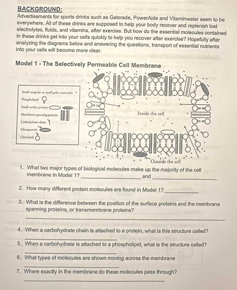 BACKGROUND: 
Advertisements for sports drinks such as Gatorade, PowerAide and Vitaminwater seem to be 
everywhere. All of these drinks are supposed to help your body recover and replenish lost 
electrolytes, fluids, and vitamins, after exercise. But how do the essential molecules contained 
in these drinks get into your cells quickly to help you recover after exercise? Hopefully after 
analyzing the diagrams below and answering the questions, transport of essential nutrients 
into your cells will become more clear. 
Model 1 - The Selectively Permeable Cell Membrane 
1. What two major types of biological molecules make up the majority of the cell 
_ 
membrane in Model 1? _and 
2. How many different protein molecules are found in Model 1?_ 
3. What is the difference between the position of the surface proteins and the membrane 
spanning proteins, or transmembrane proteins? 
_ 
4. When a carbohydrate chain is attached to a protein, what is this structure called? 
_ 
5. When a carbohydrate is attached to a phospholipid, what is the structure called? 
_ 
6. What types of molecules are shown moving across the membrane 
_ 
7. Where exactly in the membrane do these molecules pass through? 
_