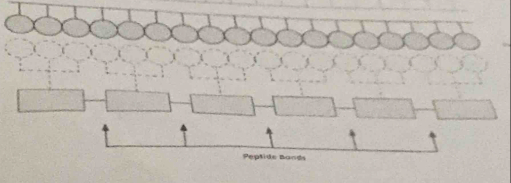 Peptide Bands