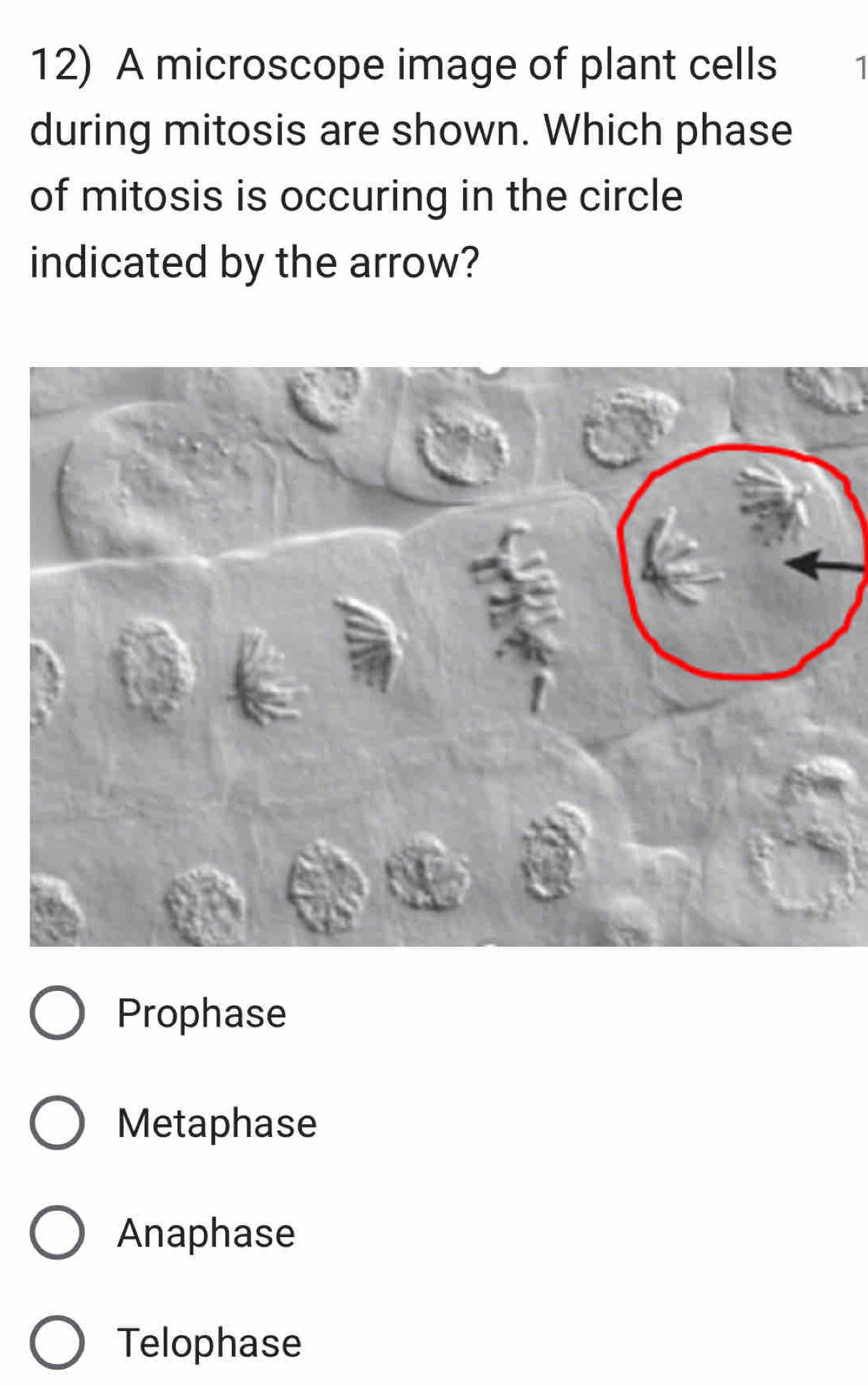 A microscope image of plant cells 1
during mitosis are shown. Which phase
of mitosis is occuring in the circle
indicated by the arrow?
Prophase
Metaphase
Anaphase
Telophase