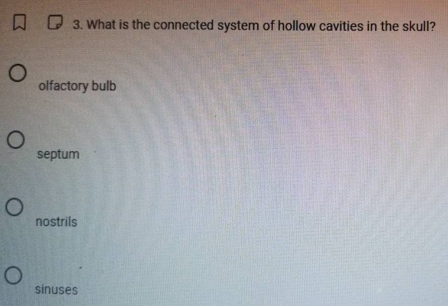 What is the connected system of hollow cavities in the skull?
olfactory bulb
septum
nostrils
sinuses