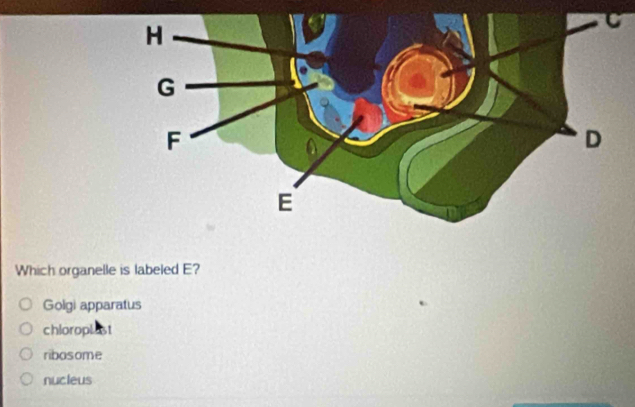 Which organelle is labeled E?
Golgi apparatus
chloroplest
ribosome
nucleus