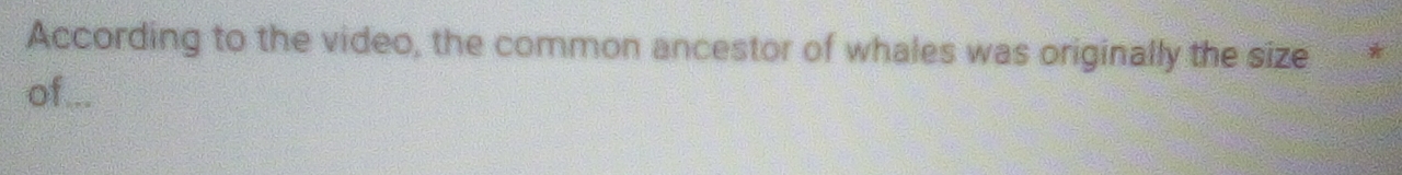 According to the video, the common ancestor of whales was originally the size * 
of...