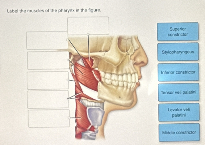 Label the muscles of the pharynx in the figure.
Superior
constrictor
Stylopharyngeus
Inferior constrictor
Tensor veli palatini
Levator veli
palatini
Middle constrictor