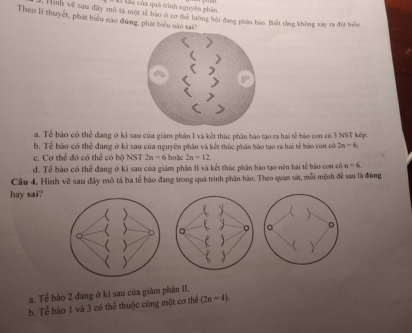 KI sau của quá trình nguyên phân.
. Hình vẽ sau đây mô tả một tế bào ở cơ thể lưỡng bội đang phân bào. Biết rằng không xảy ra đột biến
Theo lí thuyết, phát biểu nào đúng, phát biểu nào sai?
a. Tế bào có thể dang ở kì sau của giảm phân I và kết thúc phân bào tạo ra hai tế bào con có 3 NST kép.
b. Tế bào có thể đang ở kì sau của nguyên phân và kết thúc phân bào tạo ra hai tế bào con có 2n=6.
c. Cơ thể đó có thể có bộ NST 2n=6hc Đặc 2n=12.
d. Tế bào có thể đang ở kì sau của giảm phân II và kết thúc phân bào tạo nên hai tế bào con có n=6. 
Câu 4. Hình vẽ sau đây mô tả ba tế bào đang trong quá trình phân bào. Theo quan sát, mỗi mệnh đề sau là đúng
hay sai?
a. Tế bào 2 đang ở kì sau của giảm phân II.
b. Tế bào 1 và 3 có thể thuộc cùng một cơ thể (2n=4).