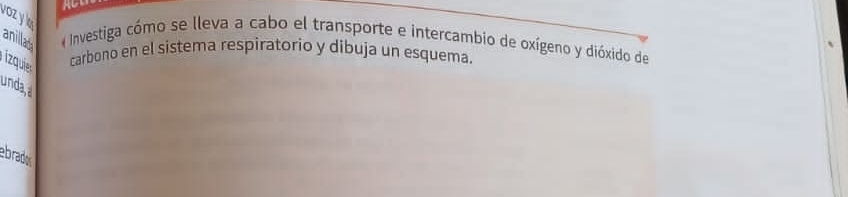 RU 
voz y 
anillada 
Investiga cómo se lleva a cabo el transporte e intercambio de oxígeno y dióxido de 
izquier 
carbono en el sistema respiratorio y dibuja un esquema. 
unda, a 
ebrado