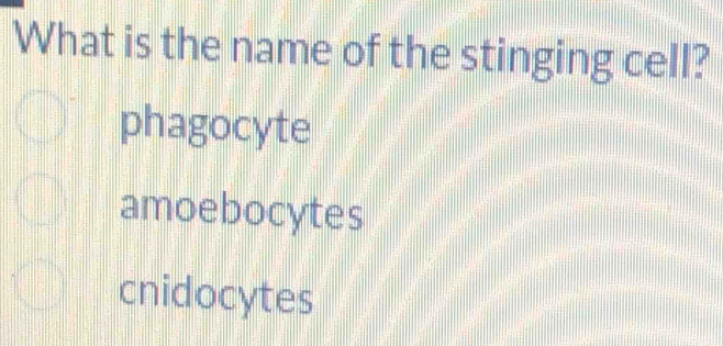 What is the name of the stinging cell?
phagocyte
amoebocytes
cnidocytes