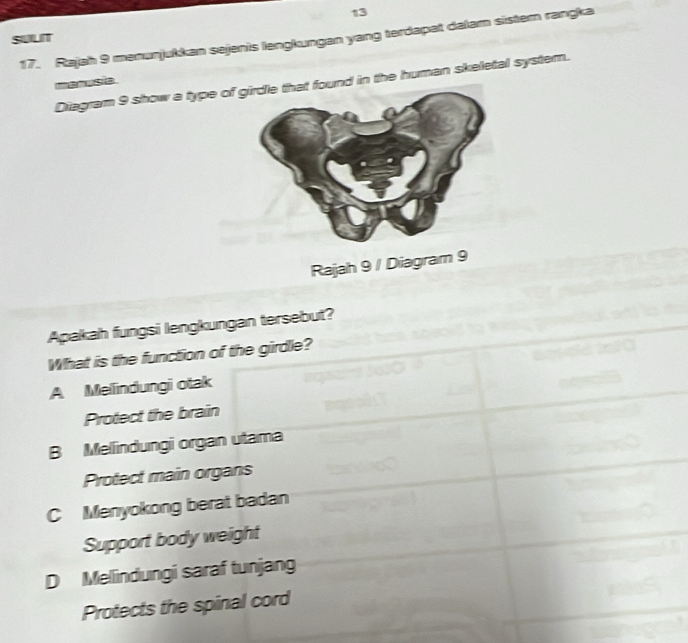 13
17. Rajah 9 memunjukkan sejenis lengkungan yang terdapat dalam sistern rangka
SULIT
manusia
Diagram 9 show a type of ound in the human skeletal system.
Rajah 9 / Diagram 9
Apakah fungsi lengkungan tersebut?
What is the function of the girdle?
A Melindungi otak
Protect the brain
B Melindungi organ utama
Protect main organs
C Menyokong berat badan
Support body weight
D Melindungi saraf tunjang
Protects the spinal cord