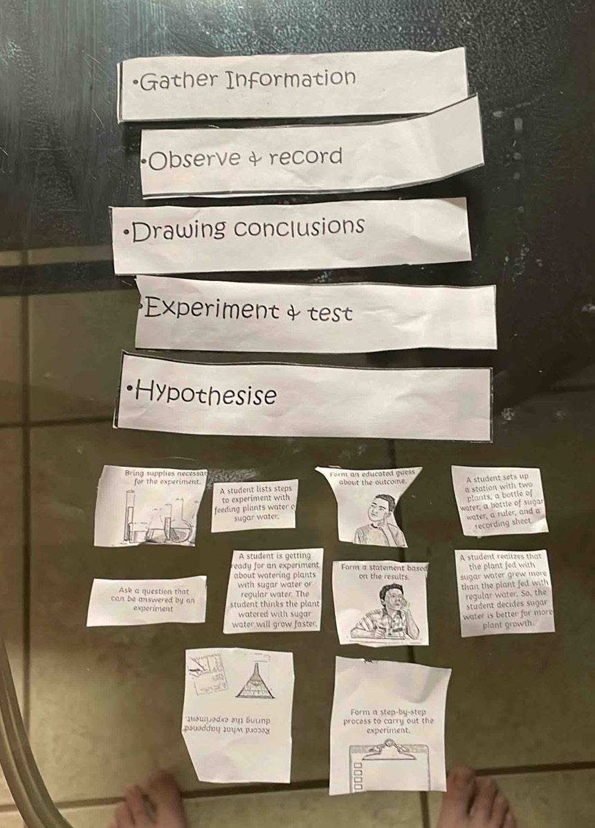 Gather Information 
bserve & record 
Drawing conclusions 
Experiment & test 
a 
[Hypothesise 
a 
Bring supplies necessar the Form an educated guess 
for the experiment. about the outcomne. A student sets up 
A student lists steps 
a station with two 
to experiment with 
plants, a bottle of 
feeding plants water o 
water, a bottle of sugar 
sugar water. 
water, a ruler, and a 
recording sheet. 
A student is getting 
ready for an experiment A student realizes that 
about watering plantsthe plant fed with 
Ask a question that with sugar water orsugar water grew more 
regular water. Thethan the plant fed with 
regular water. So, the 
can be answered by an student thinks the plant 
student decides sugar 
experiment watered with sugar 
water will grow faster.water is better for more 
plant growth 
Form a step-by-step 
quəwɨədxə əι Suun process to carry out the 
pauəddυų 10цм pょ०ɔəɣ experiment.