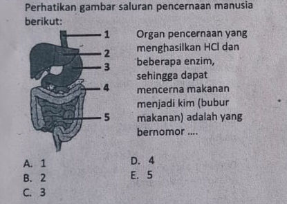 Perhatikan gambar saluran pencernaan manusia
berikut:
Organ pencernaan yang
menghasilkan HCl dan
beberapa enzim,
sehingga dapat
mencerna makanan
menjadi kim (bubur
makanan) adalah yang
bernomor ....
A. 1 D. 4
B. 2 E. 5
C. 3