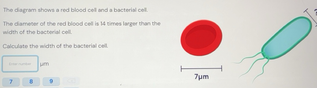 Solved: The diagram shows a red blood cell and a bacterial cell. The ...