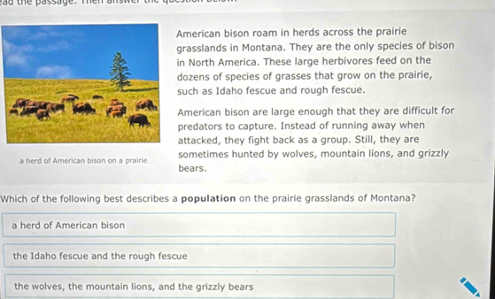 the passage .
merican bison roam in herds across the prairie
rasslands in Montana. They are the only species of bison
n North America. These large herbivores feed on the
ozens of species of grasses that grow on the prairie,
uch as Idaho fescue and rough fescue.
merican bison are large enough that they are difficult for
redators to capture. Instead of running away when
ttacked, they fight back as a group. Still, they are
a herd of American bison on a prairie bears. sometimes hunted by wolves, mountain lions, and grizzly
Which of the following best describes a population on the prairie grasslands of Montana?
a herd of American bison
the Idaho fescue and the rough fescue
the wolves, the mountain lions, and the grizzly bears