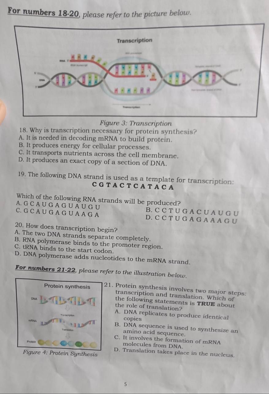 For numbers 18-20, please refer to the picture below.
Figure 3: Transcription
18. Why is transcription necessary for protein synthesis?
A. It is needed in decoding mRNA to build protein.
B. It produces energy for cellular processes.
C. It transports nutrients across the cell membrane.
D. It produces an exact copy of a section of DNA.
19. The following DNA strand is used as a template for transcription:
C G T A C TC A T A C A
Which of the following RNA strands will be produced?
A. G C A U G A G U A U G U B. C C T U G A C U A U G U
C. G C A U G A G U A A G A D. C C T U G A G A A A G U
20. How does transcription begin?
A. The two DNA strands separate completely.
B. RNA polymerase binds to the promoter region.
C. tRNA binds to the start codon.
D. DNA polymerase adds nucleotides to the mRNA strand.
For numbers 21-22, please refer to the illustration below.
Protein synthesis 21. Protein synthesis involves two major steps:
transcription and translation. Which of
DNA
the following statements is TRUE about
the role of translation?
A. DNA replicates to produce identical
copies
mRNA B. DNA sequence is used to synthesize an
amino acid sequence.
C. It involves the formation of mRNA
Protein molecules from DNA.
D. Translation takes place in the nucleus.
Figure 4: Protein Synthesis
5