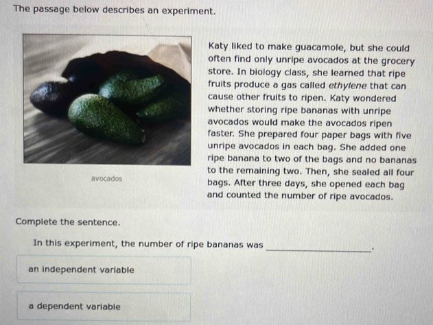 The passage below describes an experiment.
Katy liked to make guacamole, but she could
often find only unripe avocados at the grocery
store. In biology class, she learned that ripe
fruits produce a gas called ethylene that can
cause other fruits to ripen. Katy wondered
whether storing ripe bananas with unripe
avocados would make the avocados ripen
faster. She prepared four paper bags with five
unripe avocados in each bag. She added one
ripe banana to two of the bags and no bananas
to the remaining two. Then, she sealed all four
avocados bags. After three days, she opened each bag
and counted the number of ripe avocados.
Complete the sentence.
In this experiment, the number of ripe bananas was
_.
an independent variable
a dependent variable