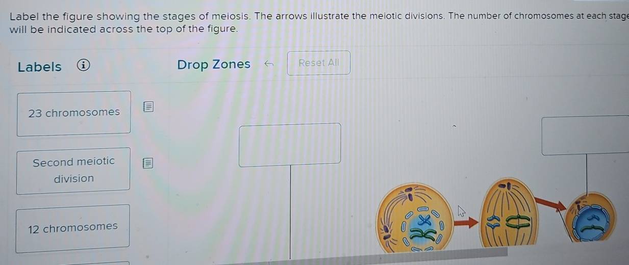 Solved: Label the figure showing the stages of meiosis. The arrows ...