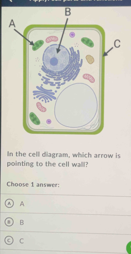 In the cell diagram, which arrow is 
pointing to the cell wall? 
Choose 1 answer: 
A) A
B B 
C