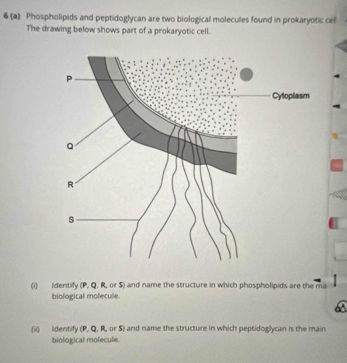 6 (a) Phospholipids and peptidoglycan are two biological molecules found in prokaryotic ce 
The drawing below shows part of a prokaryotic cell. 
(i) Identify (P, Q, R, or S) and name the structure in which phospholipids are the ma 
biological molecule. 
(ii) ldentify (P, Q, R, or S) and name the structure in which peptidoglycan is the main 
biological molecule.