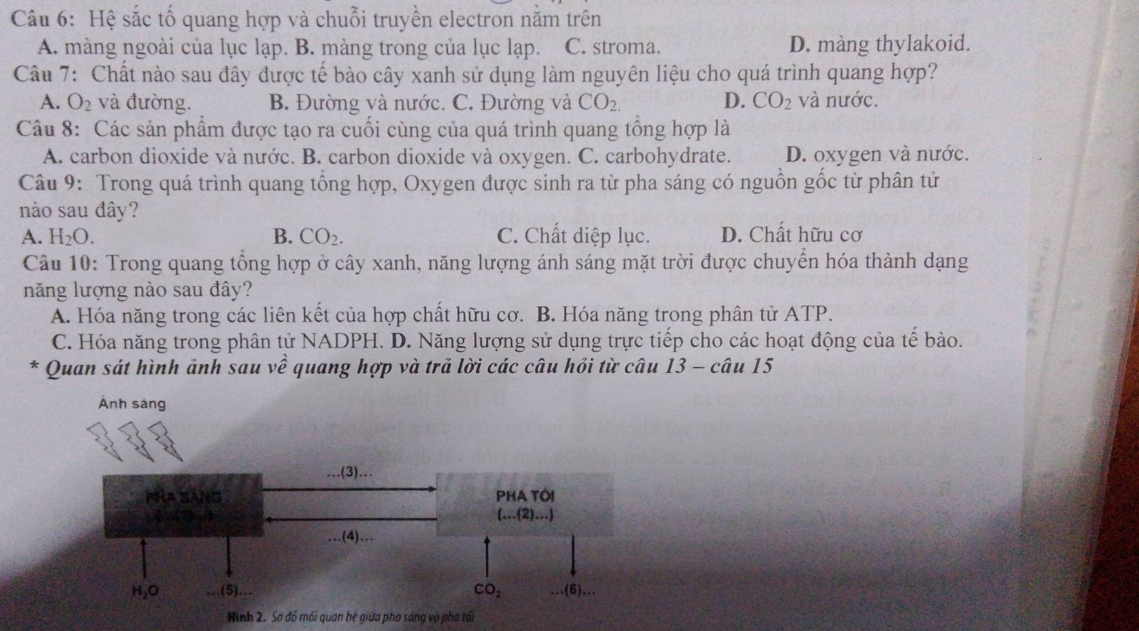 Hệ sắc tố quang hợp và chuỗi truyền electron nằm trên
A. màng ngoài của lục lạp. B. màng trong của lục lạp. C. stroma. D. màng thylakoid.
Câu 7: Chất nào sau đây được tế bào cây xanh sử dụng làm nguyên liệu cho quá trình quang hợp?
A. O_2 và đường. B. Đường và nước. C. Đường và CO_2. D. CO_2 và nước.
Câu 8: Các sản phẩm được tạo ra cuối cùng của quá trình quang tổng hợp là
A. carbon dioxide và nước. B. carbon dioxide và oxygen. C. carbohydrate. D. oxygen và nước.
Câu 9: Trong quá trình quang tổng hợp, Oxygen được sinh ra từ pha sáng có nguồn gốc từ phân tử
nào sau đây?
A. H_2O. B. CO_2. C. Chất diệp lục. D. Chất hữu cơ
Câu 10: Trong quang tổng hợp ở cây xanh, năng lượng ánh sáng mặt trời được chuyển hóa thành dạng
năng lượng nào sau đây?
A. Hóa năng trong các liên kết của hợp chất hữu cơ. B. Hóa năng trong phân tử ATP.
C. Hóa năng trong phân tử NADPH. D. Năng lượng sử dụng trực tiếp cho các hoạt động của tế bào.
* Quan sát hình ảnh sau về quang hợp và trả lời các câu hỏi từ câu 13 - câu 15
Hình 2. Sơ đó môi quan hệ giữa pho sáng và pha tối