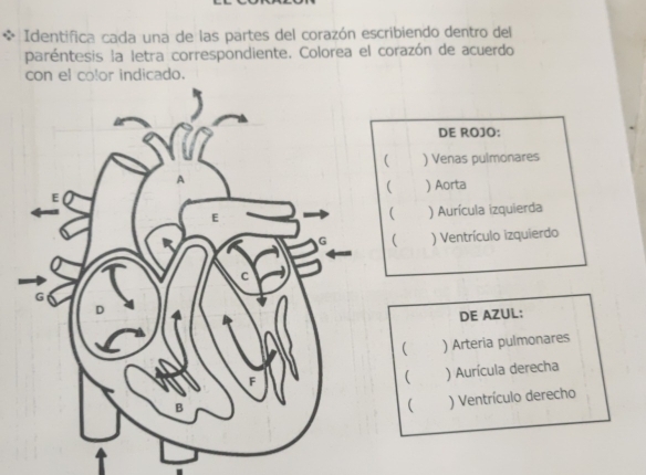 Identifica cada una de las partes del corazón escribiendo dentro del 
paréntesis la letra correspondiente. Colorea el corazón de acuerdo 
con el color indicado. 
DE ROJO: 
( ) Venas pulmonares 
( ) Aorta 
) Aurícula izquierda 
 ) Ventrículo izquierdo 
DE AZUL: 
 ) Arteria pulmonares 
 ) Aurícula derecha 
 ) Ventrículo derecho