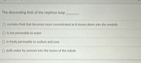 The descending limb of the nephron loop_
contains fluid that becomes more concentrated as it moves down into the medulia
is not permeable to water
is freely permeable to sodium and urea
pulls water by osmosis into the lumen of the tubule