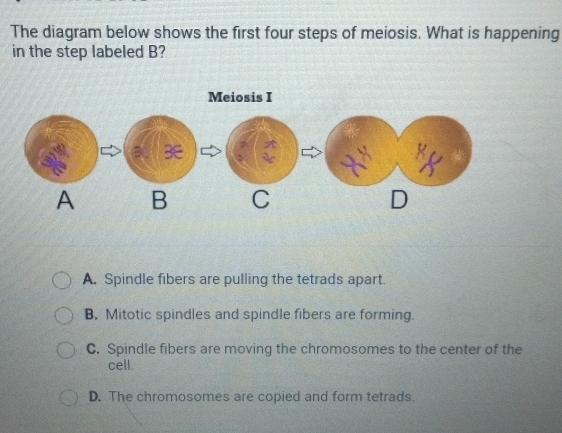 The diagram below shows the first four steps of meiosis. What is happening
in the step labeled B?
Meiosis I

A B C D
A. Spindle fibers are pulling the tetrads apart.
B. Mitotic spindles and spindle fibers are forming.
C. Spindle fibers are moving the chromosomes to the center of the
cell.
D. The chromosomes are copied and form tetrads.