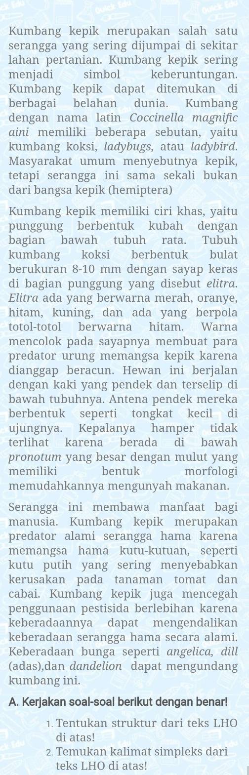 Kumbang kepik merupakan salah satu
serangga yang sering dijumpai di sekitar
lahan pertanian. Kumbang kepik sering
menjadi simbol keberuntungan.
Kumbang kepik dapat ditemukan di
berbagai belahan dunia. Kumbang
dengan nama latin Coccinella magnific
aini memiliki beberapa sebutan, yaitu
kumbang koksi, ladybugs, atau ladybird.
Masyarakat umum menyebutnya kepik,
tetapi serangga ini sama sekali bukan
dari bangsa kepik (hemiptera)
Kumbang kepik memiliki ciri khas, yaitu
punggung berbentuk kubah dengan
bagian bawah tubuh rata. Tubuh
kumbang koksi berbentuk bulat
berukuran 8-10 mm dengan sayap keras
di bagian punggung yang disebut elitra.
Elitra ada yang berwarna merah, oranye,
hitam, kuning, dan ada yang berpola
totol-totol berwarna hitam. Warna
mencolok pada sayapnya membuat para
predator urung memangsa kepik karena
dianggap beracun. Hewan ini berjalan
dengan kaki yang pendek dan terselip di
bawah tubuhnya. Antena pendek mereka
berbentuk seperti tongkat kecil di
ujungnya. Kepalanya hamper tidak
terlihat karena berada di bawah
pronotum yang besar dengan mulut yang
memiliki bentuk morfologi
memudahkannya mengunyah makanan.
Serangga ini membawa manfaat bagi
manusia. Kumbang kepik merupakan
predator alami serangga hama karena
memangsa hama kutu-kutuan, seperti
kutu putih yang sering menyebabkan
kerusakan pada tanaman tomat dan
cabai. Kumbang kepik juga mencegah
penggunaan pestisida berlebihan karena
keberadaannya dapat mengendalikan
keberadaan serangga hama secara alami.
Keberadaan bunga seperti angelica, dill
(adas),dan dandelion dapat mengundang
kumbang ini.
A. Kerjakan soal-soal berikut dengan benar!
1. Tentukan struktur dari teks LHO
di atas!
2. Temukan kalimat simpleks dari
teks LHO di atas!