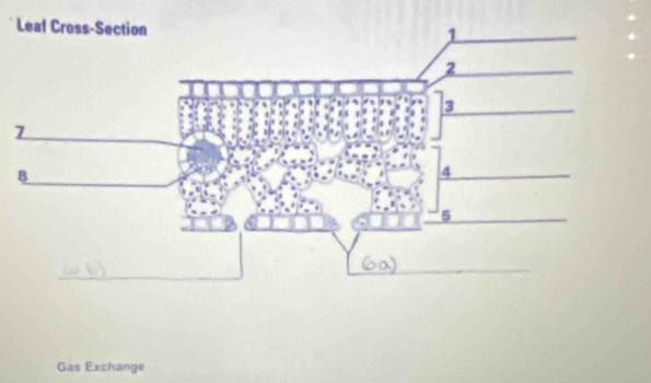 Gas Exchange