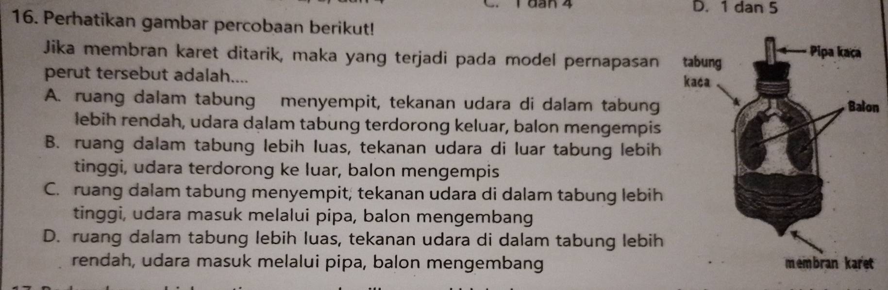 1 dân 4 D. 1 dan 5
16. Perhatikan gambar percobaan berikut!
Jika membran karet ditarik, maka yang terjadi pada model pernapasan 
perut tersebut adalah....
A. ruang dalam tabung menyempit, tekanan udara di dalam tabung n
lebih rendah, udara dalam tabung terdorong keluar, balon mengempis
B. ruang dalam tabung lebih luas, tekanan udara di luar tabung lebih
tinggi, udara terdorong ke luar, balon mengempis
C. ruang dalam tabung menyempit; tekanan udara di dalam tabung lebih
tinggi, udara masuk melalui pipa, balon mengembang
D. ruang dalam tabung lebih luas, tekanan udara di dalam tabung lebih
rendah, udara masuk melalui pipa, balon mengembang