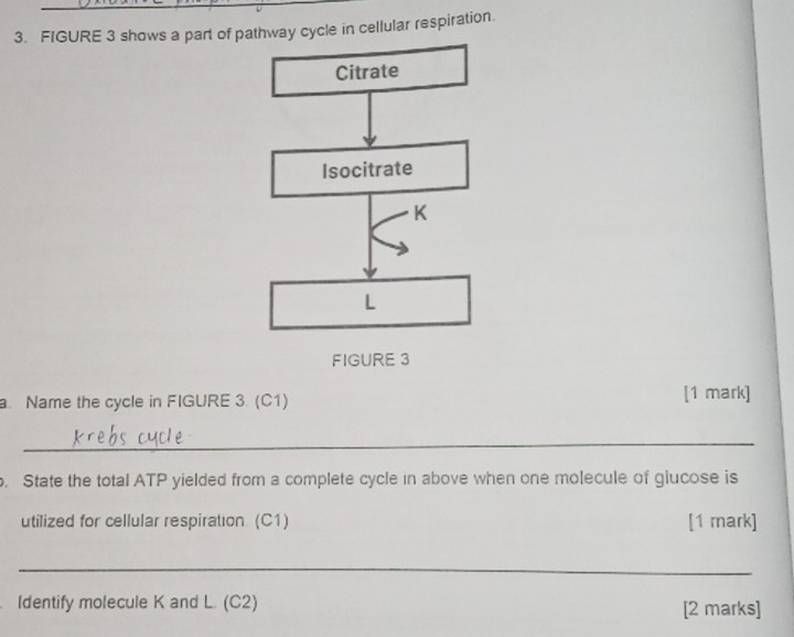 FIGURE 3 shows a part of pathway cycle in cellular respiration. 
Citrate 
Isocitrate
K
L
FIGURE 3 
a. Name the cycle in FIGURE 3. (C1) [1 mark] 
_ 
. State the total ATP yielded from a complete cycle in above when one molecule of glucose is 
utilized for cellular respiration (C1) [1 mark] 
_ 
Identify molecule K and L. (C2) [2 marks]