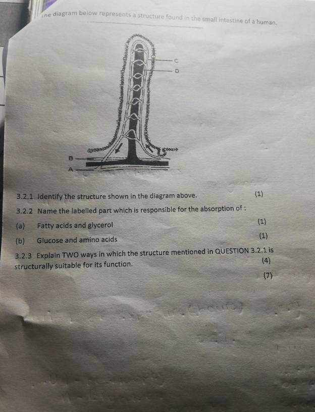 he diagram beiow represents a structure found in the small intestine of a human. 
3.2.1 Identify the structure shown in the diagram above. (1) 
3.2.2 Name the labelled part which is responsible for the absorption of : 
(a) Fatty acids and glycerol 
(1) 
(b) Glucose and amino acids (1) 
3.2.3 Explain TWO ways in which the structure mentioned in QUESTION 3.2.1 is 
structurally suitable for its function. (4) 
(7)