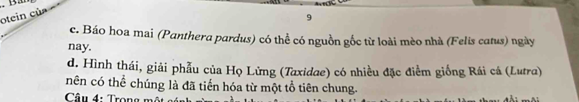 otein của
9
c. Báo hoa mai (Panthera pardus) có thể có nguồn gốc từ loài mèo nhà (Felis catus) ngày
nay.
d. Hình thái, giải phẫu của Họ Lửng (Taxidae) có nhiều đặc điểm giống Rái cá (Lutra)
nên có thể chúng là đã tiến hóa từ một tổ tiên chung.
Câu 4: Trọng