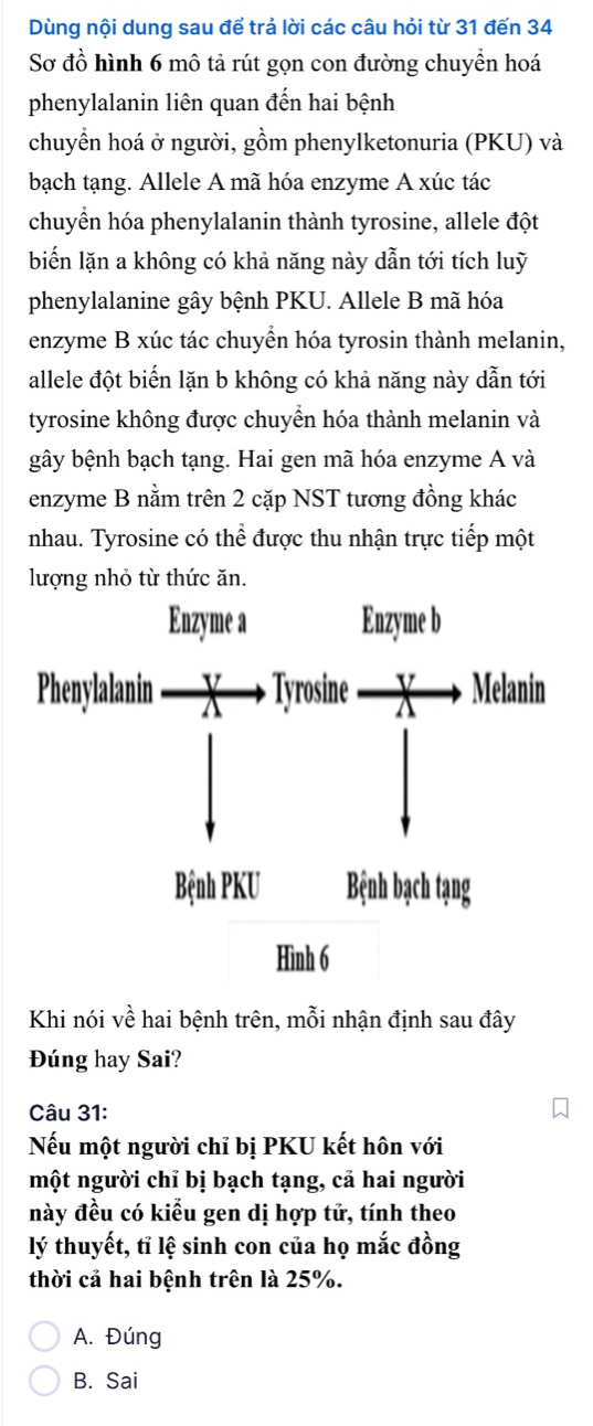 Dùng nội dung sau đế trả lời các câu hỏi từ 31 đến 34
Sơ đồ hình 6 mô tả rút gọn con đường chuyền hoá
phenylalanin liên quan đến hai bệnh
chuyển hoá ở người, gồm phenylketonuria (PKU) và
bạch tạng. Allele A mã hóa enzyme A xúc tác
chuyển hóa phenylalanin thành tyrosine, allele đột
biến lặn a không có khả năng này dẫn tới tích luỹ
phenylalanine gây bệnh PKU. Allele B mã hóa
enzyme B xúc tác chuyền hóa tyrosin thành melanin,
allele đột biến lặn b không có khả năng này dẫn tới
tyrosine không được chuyển hóa thành melanin và
gây bệnh bạch tạng. Hai gen mã hóa enzyme A và
enzyme B nằm trên 2 cặp NST tương đồng khác
nhau. Tyrosine có thể được thu nhận trực tiếp một
lượng nhỏ từ thức ăn.
Khi nói về hai bệnh trên, mỗi nhận định sau đây
Đúng hay Sai?
Câu 31:
Nếu một người chỉ bị PKU kết hôn với
một người chỉ bị bạch tạng, cả hai người
này đều có kiểu gen dị hợp tử, tính theo
lý thuyết, tỉ lệ sinh con của họ mắc đồng
thời cả hai bệnh trên là 25%.
A. Đúng
B. Sai