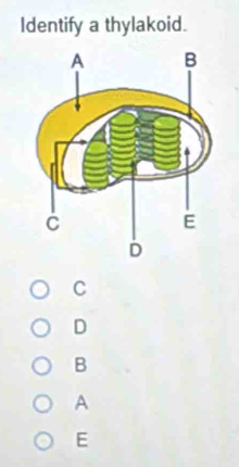 Identify a thylakoid.
C
D
B
A
E