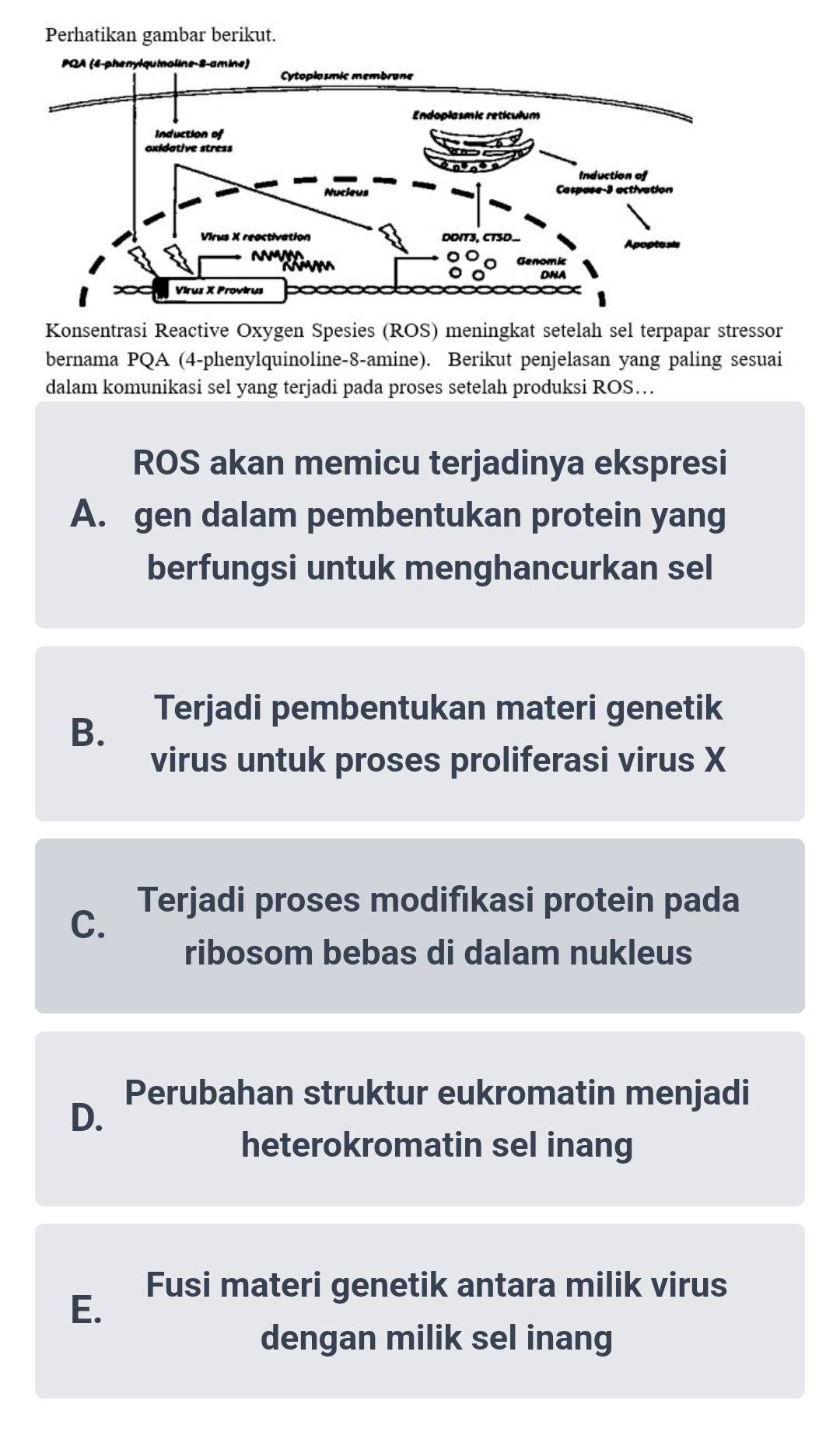 Konsentrasi Reactive Oxygen Spesies (ROS) meningkat setelah sel terpapar stressor
bernama PQA (4-phenylquinoline-8-amine). Berikut penjelasan yang paling sesuai
dalam komunikasi sel yang terjadi pada proses setelah produksi ROS…
ROS akan memicu terjadinya ekspresi
A. gen dalam pembentukan protein yang
berfungsi untuk menghancurkan sel
B. Terjadi pembentukan materi genetik
virus untuk proses proliferasi virus X
Terjadi proses modifıkasi protein pada
C.
ribosom bebas di dalam nukleus
Perubahan struktur eukromatin menjadi
D.
heterokromatin sel inang
Fusi materi genetik antara milik virus
E.
dengan milik sel inang