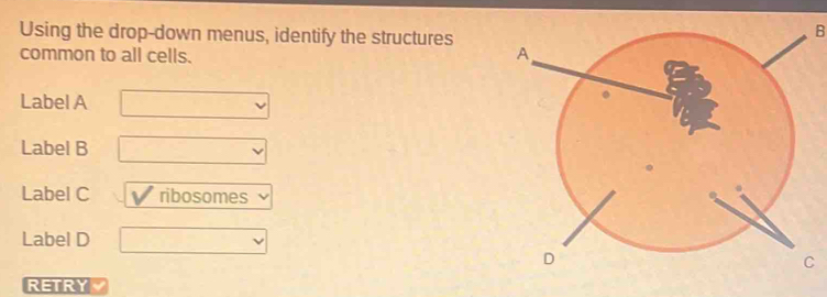 Solved: Using the drop-down menus, identify the structures B common to ...