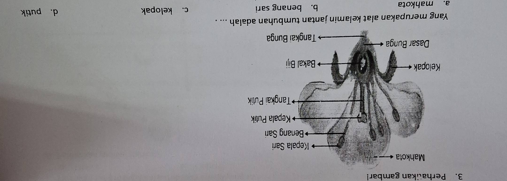 Perhatikan gambar!
Yang merupakan alat kelamin jantan tumbuhan adalah ... .
b. benang sari
a. mahkota c. kelopak
d. putik