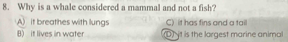 Why is a whale considered a mammal and not a fish?
A) it breathes with lungs C) it has fins and a tail
B) it lives in water (D) it is the largest marine animal