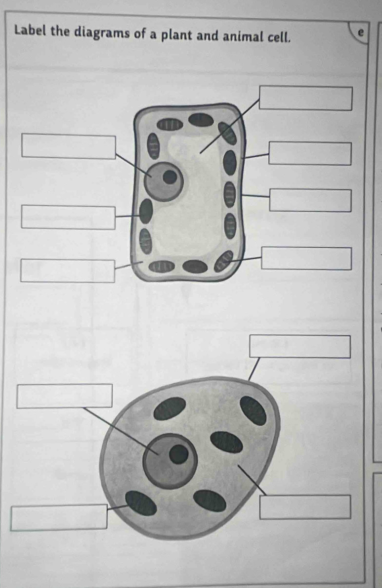 Label the diagrams of a plant and animal cell. 
e