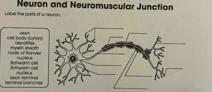 Solved: Neuron and Neuromuscular Junction Label the parts of a neuron ...