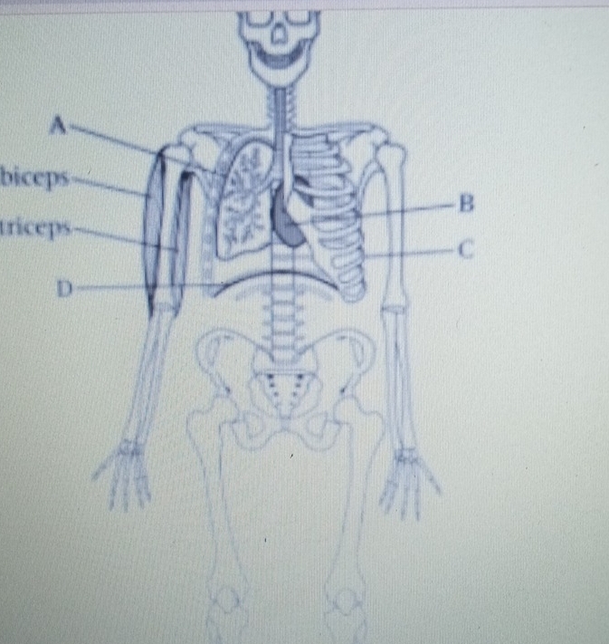 biceps 
triceps