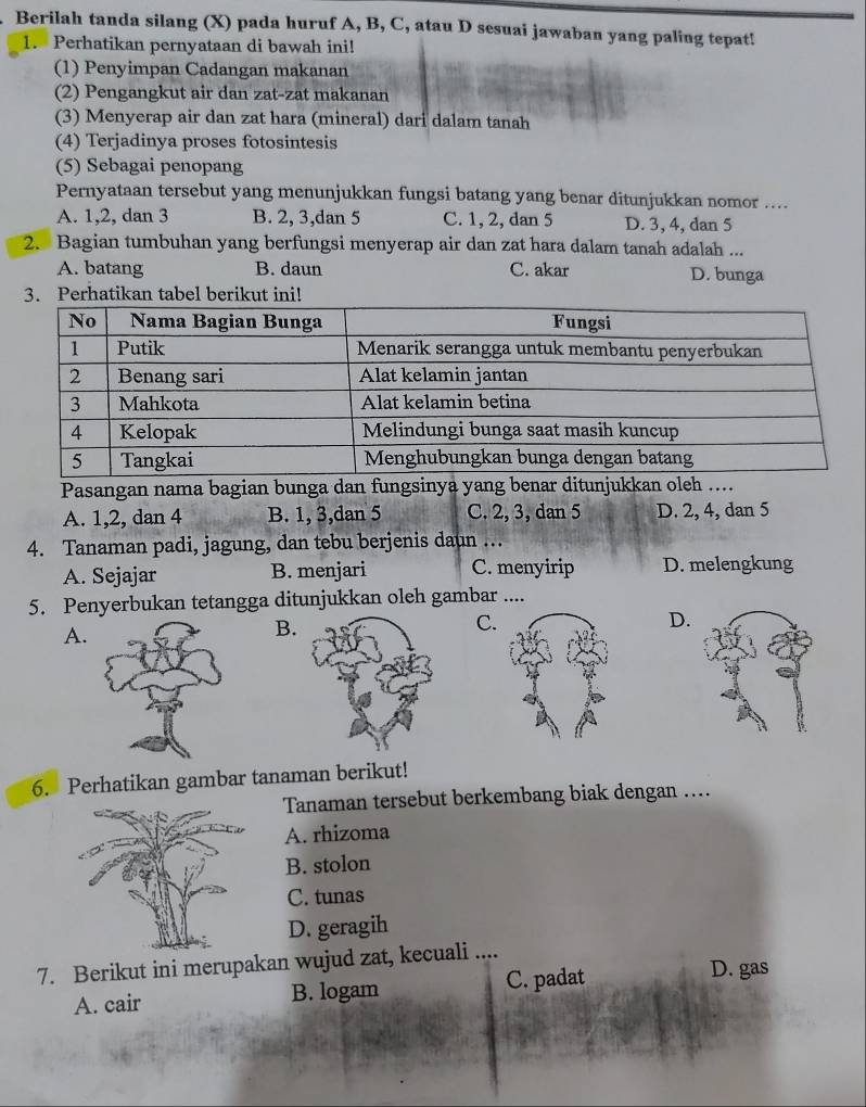 Berilah tanda silang (X) pada huruf A, B, C, atau D sesuai jawaban yang paling tepat!
1. Perhatikan pernyataan di bawah ini!
(1) Penyimpan Cadangan makanan
(2) Pengangkut air dan zat-zat makanan
(3) Menyerap air dan zat hara (mineral) dari dalam tanah
(4) Terjadinya proses fotosintesis
(5) Sebagai penopang
Pernyataan tersebut yang menunjukkan fungsi batang yang benar ditunjukkan nomor …...
A. 1, 2, dan 3 B. 2, 3,dan 5 C. 1, 2, dan 5 D. 3, 4, dan 5
2. Bagian tumbuhan yang berfungsi menyerap air dan zat hara dalam tanah adalah ...
A. batang B. daun C. akar D. bunga
3. Perhatikan tabel berikut ini!
Pasangan nama bagian bunga dan fungsinya yang benar ditunjukkan ole..
A. 1, 2, dan 4 B. 1, 3,dan 5 C. 2, 3, dan 5 D. 2, 4, dan 5
4. Tanaman padi, jagung, dan tebu berjenis daun …
A. Sejajar B. menjari C. menyirip D. melengkung
5. Penyerbukan tetangga ditunjukkan oleh gambar ....
A.
B.
C
D.
6. Perhatikan gambar tanaman berikut!
Tanaman tersebut berkembang biak dengan ....
A. rhizoma
B. stolon
C. tunas
D. geragih
7. Berikut ini merupakan wujud zat, kecuali ....
A. cair B. logam C. padat
D. gas