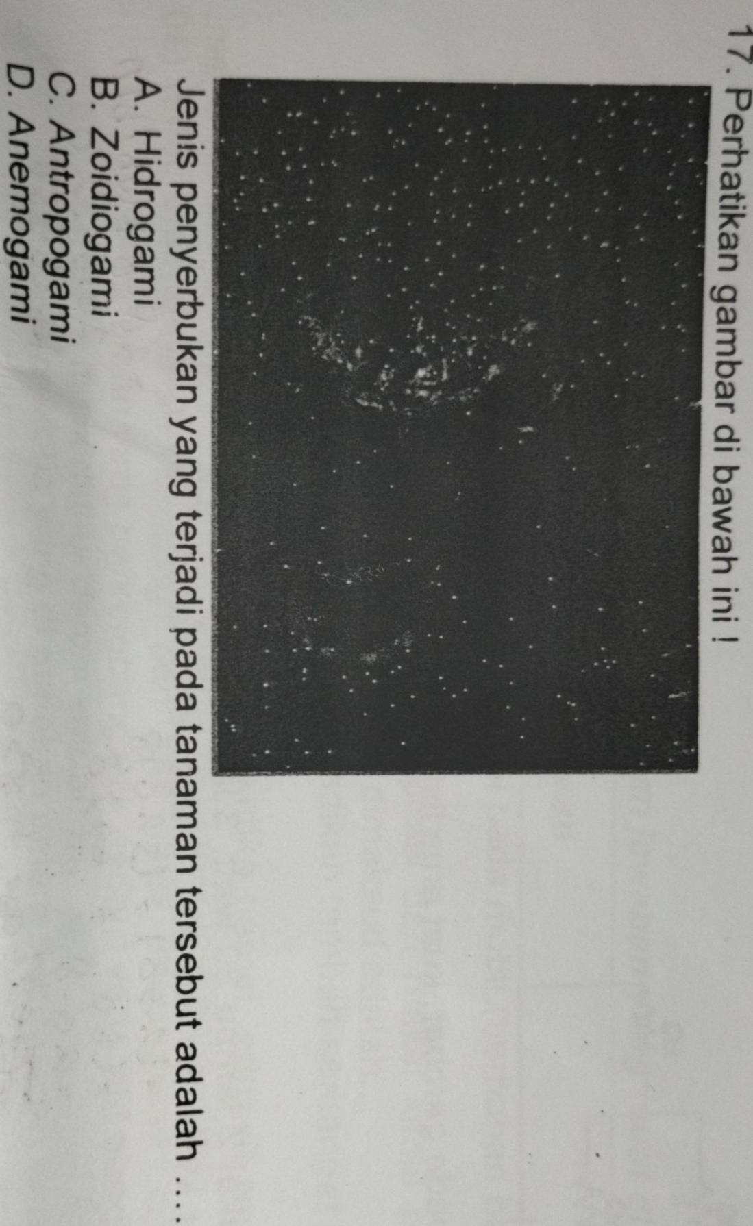 Perhatikan gambar di bawah ini !
Jenis penyerbukan yang terjadi pada tanaman tersebut adalah ....
A. Hidrogami
B. Zoidiogami
C. Antropogami
D. Anemogami